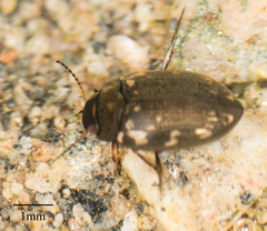 Leconectes striatellus