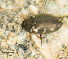 Leconectes striatellus