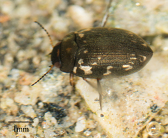Leconectes striatellus