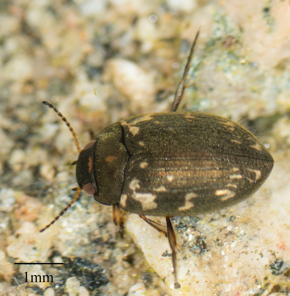Leconectes striatellus