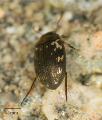 Leconectes striatellus