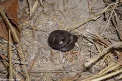 Tanganyika Water Snake photo 3
