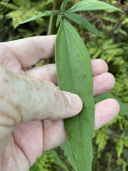 Helianthus schweinitzii