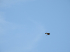 Falco peregrinus anatum