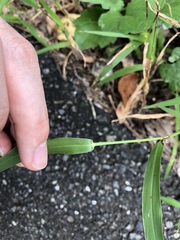 Setaria viridis