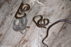 Tanganyika Water Snake photo 2