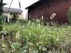 Setaria viridis