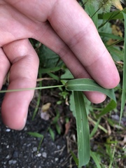 Setaria viridis