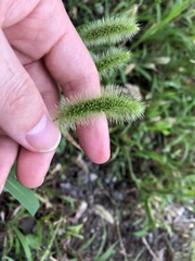 Setaria viridis