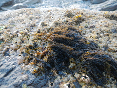 Caepidium antarcticum