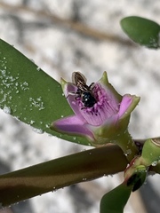Ceratina floridana