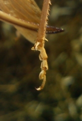 Medecticus assimilis