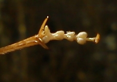 Medecticus assimilis