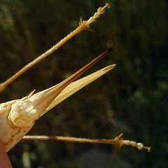 Medecticus assimilis