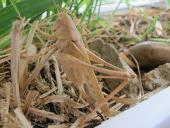 Medecticus assimilis