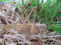 Medecticus assimilis