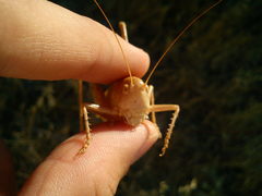 Medecticus assimilis