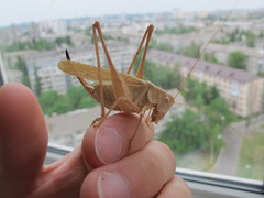 Medecticus assimilis