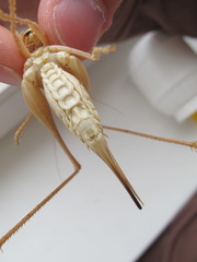 Medecticus assimilis