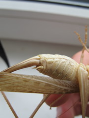 Medecticus assimilis