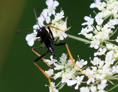 Exetastes suaveolens