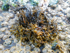 Caepidium antarcticum