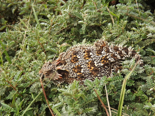 Mountain Horned Lizard, Monte Caldera, S.L.P., México, photo 9 of 10