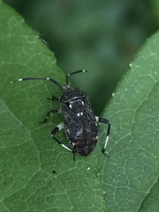 Eurystylus coelestialium