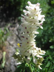 Corydalis caseana brachycarpa