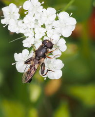Syritta pipiens