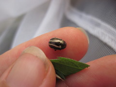 Calligrapha californica