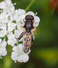 Syritta pipiens