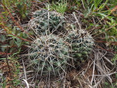 Coryphantha georgii