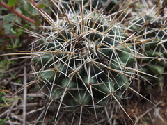 Coryphantha georgii