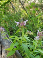 Stachys tenuifolia