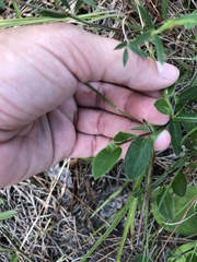 Crotalaria rotundifolia
