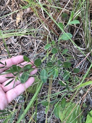 Crotalaria rotundifolia