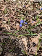 Scilla siberica