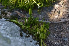 Diphasiastrum complanatum