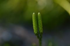 Diphasiastrum complanatum