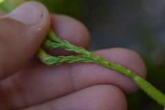 Diphasiastrum complanatum