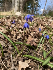 Scilla siberica