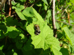 Bombus vancouverensis vancouverensis