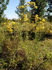 Jacobaea