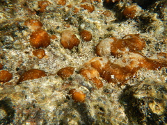 Leptolyngbya