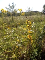 Jacobaea