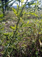 Jacobaea