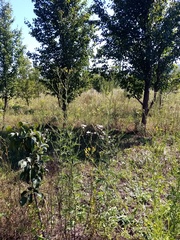Jacobaea