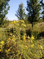 Jacobaea