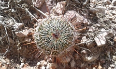 Echinofossulocactus